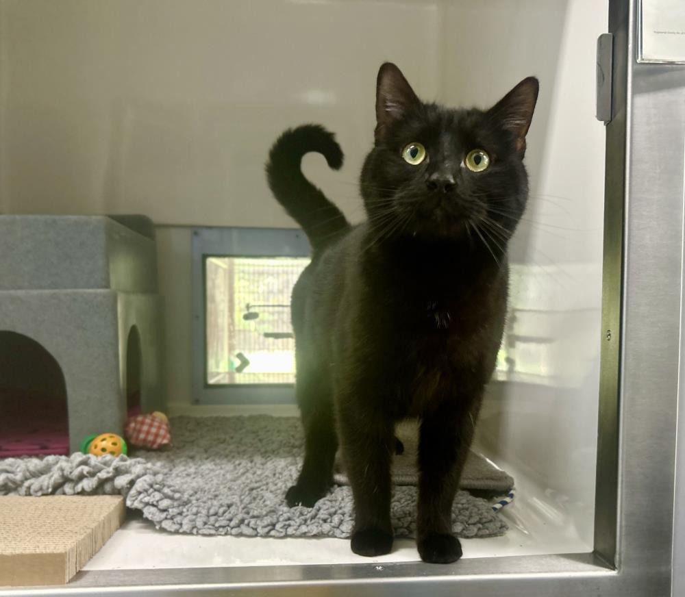 Curtis — Domestic Cat