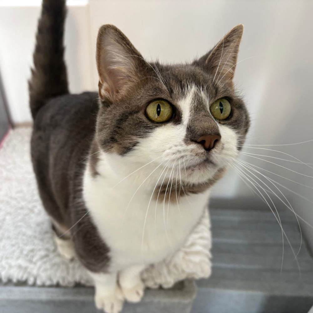 Bongo — Domestic Cat