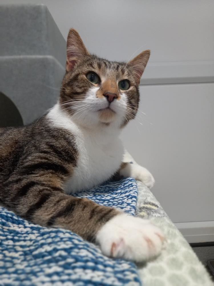 Angelo — Domestic Cat