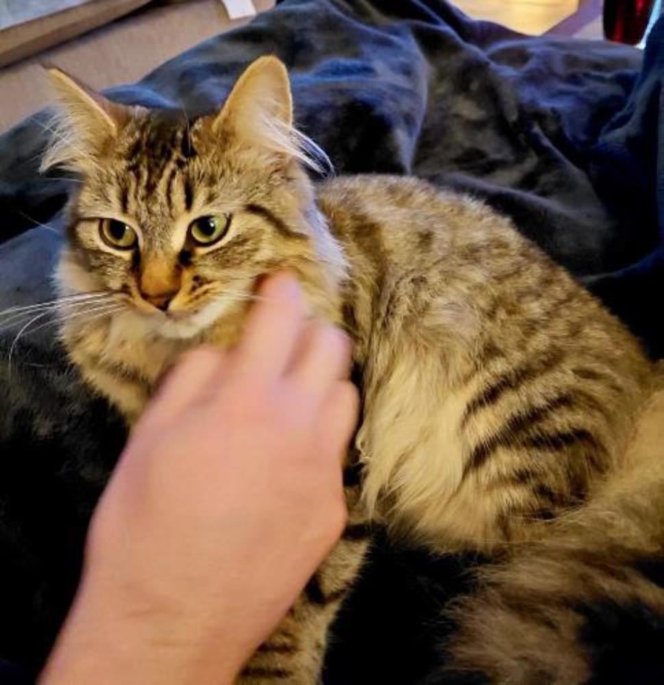 GUNTHER — Domestic Cat