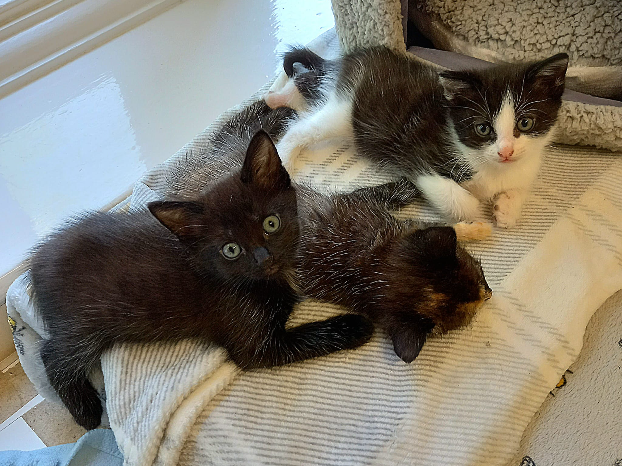 X Kittens — Domestic Cat