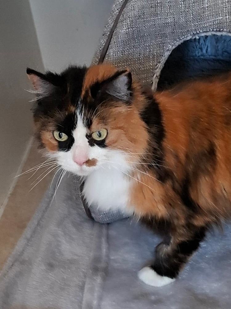 Kida — Domestic Cat