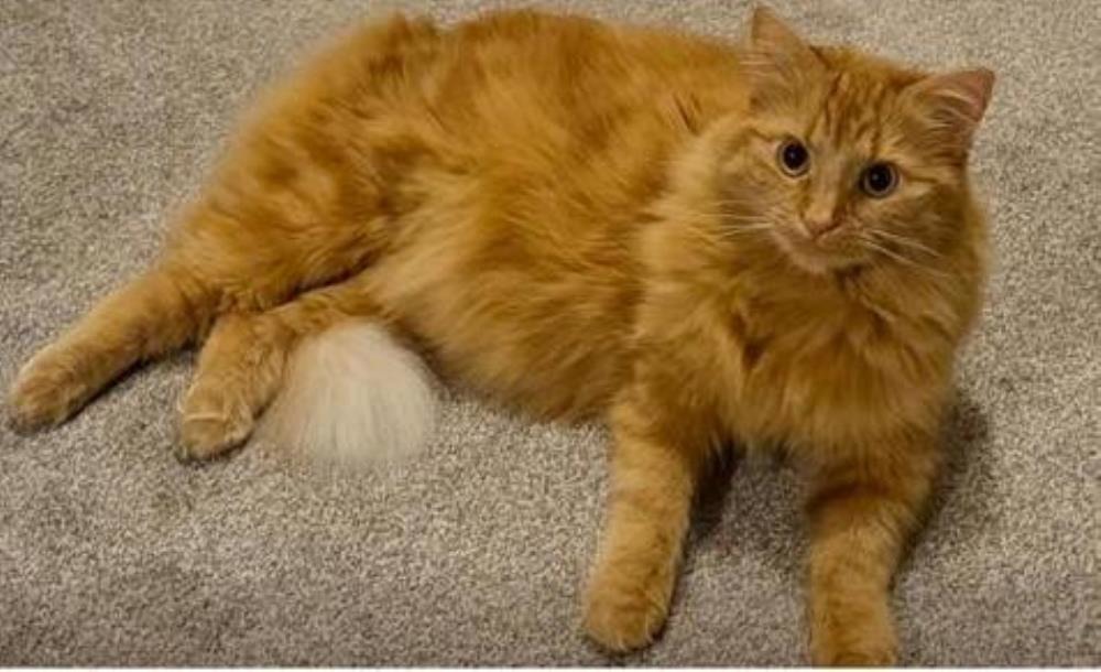 LUNA — Domestic Cat