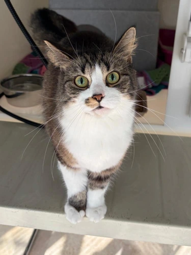 Bella