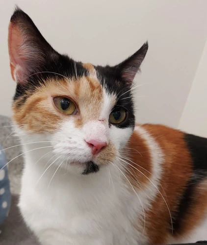 Rita Bigglesworth  3 Year Old Female
