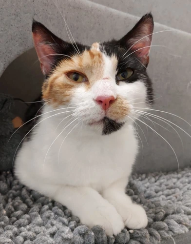 Rita Bigglesworth  3 Year Old Female