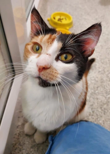 Didi 3 Year Old Female