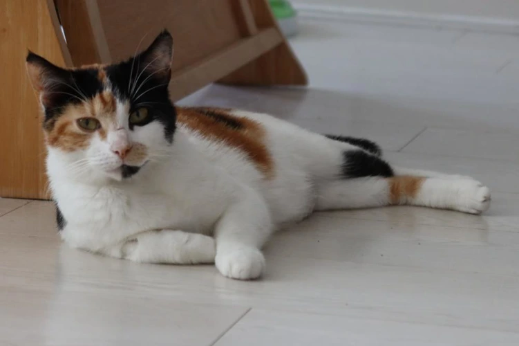 Didi 3 Year Old Female