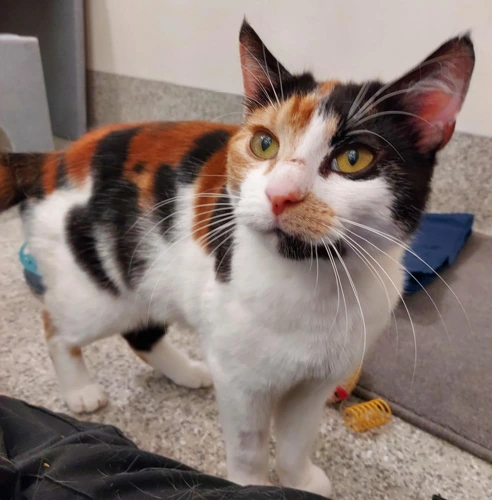 Didi 3 Year Old Female