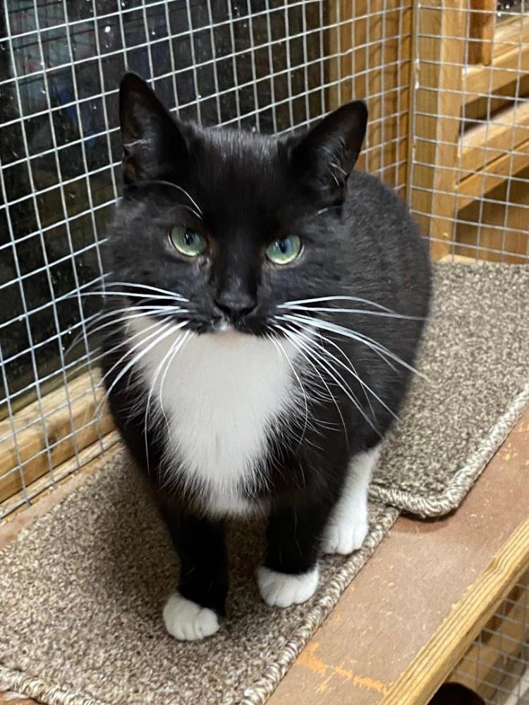 Frankie — Domestic Cat