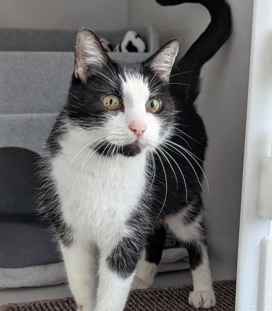 Bobby — Domestic Cat