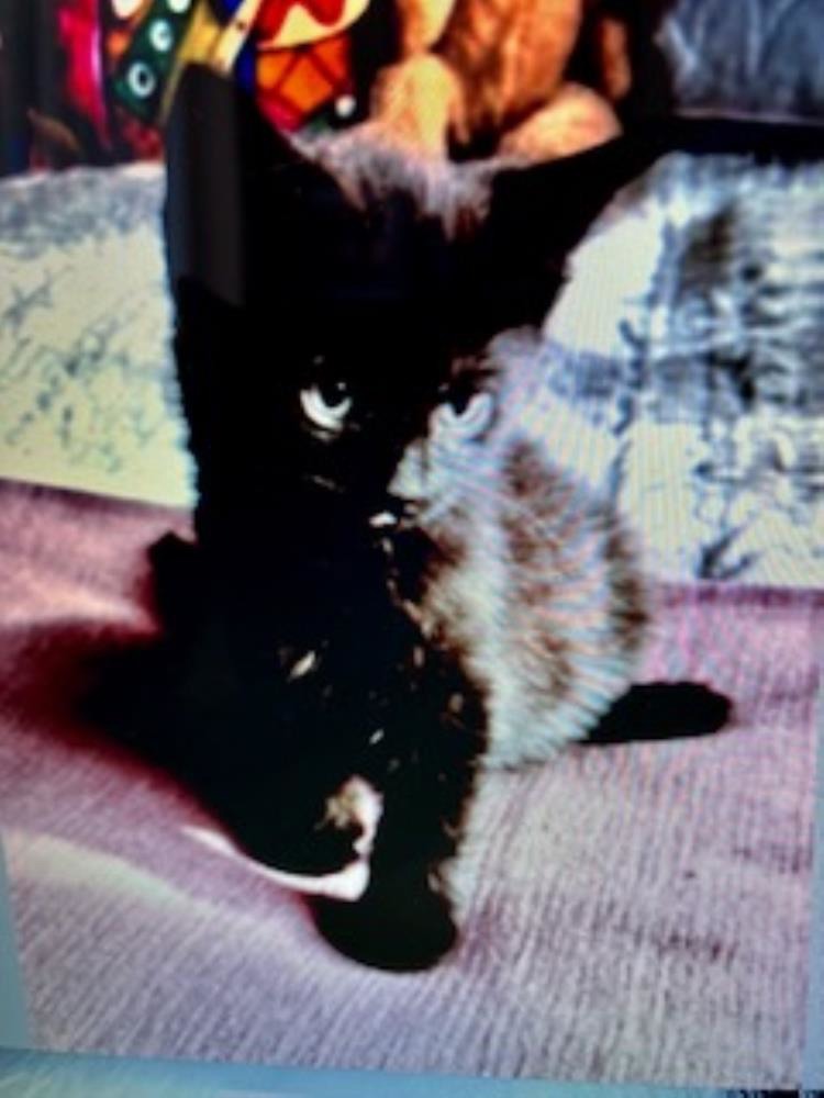 BILLY — Domestic Cat