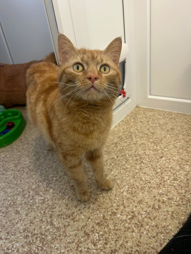 Ray — Domestic Cat