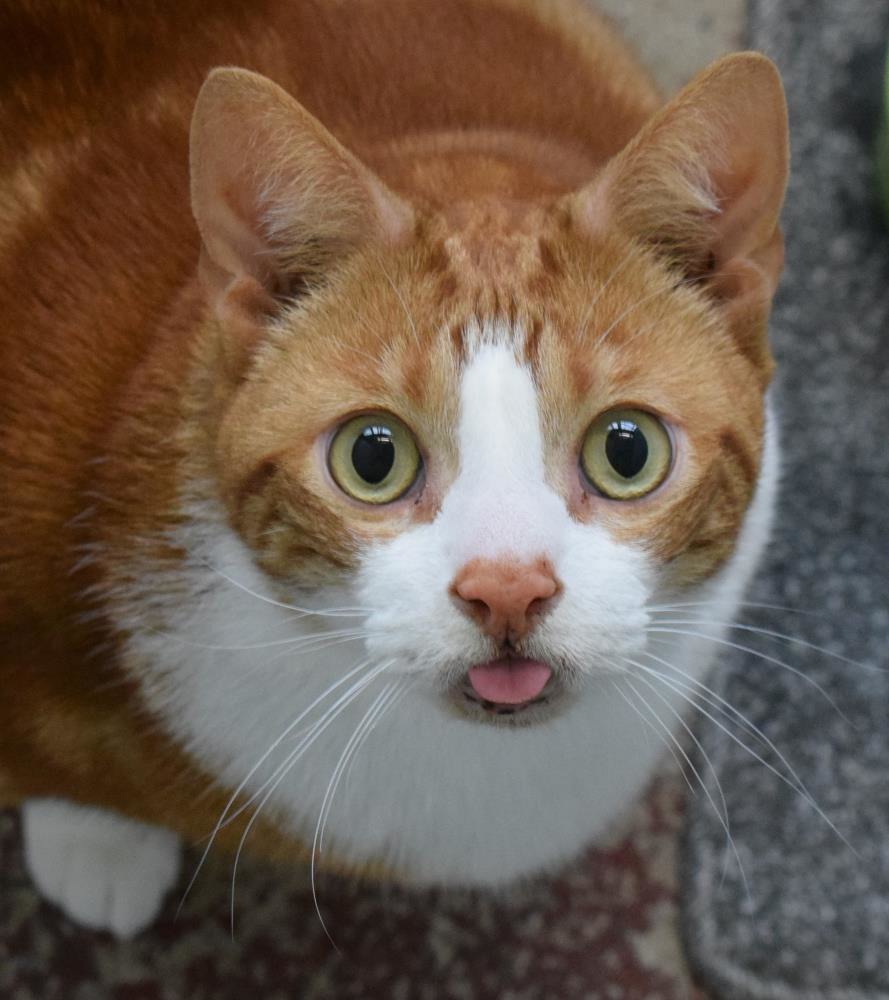 Cookie — Domestic Cat