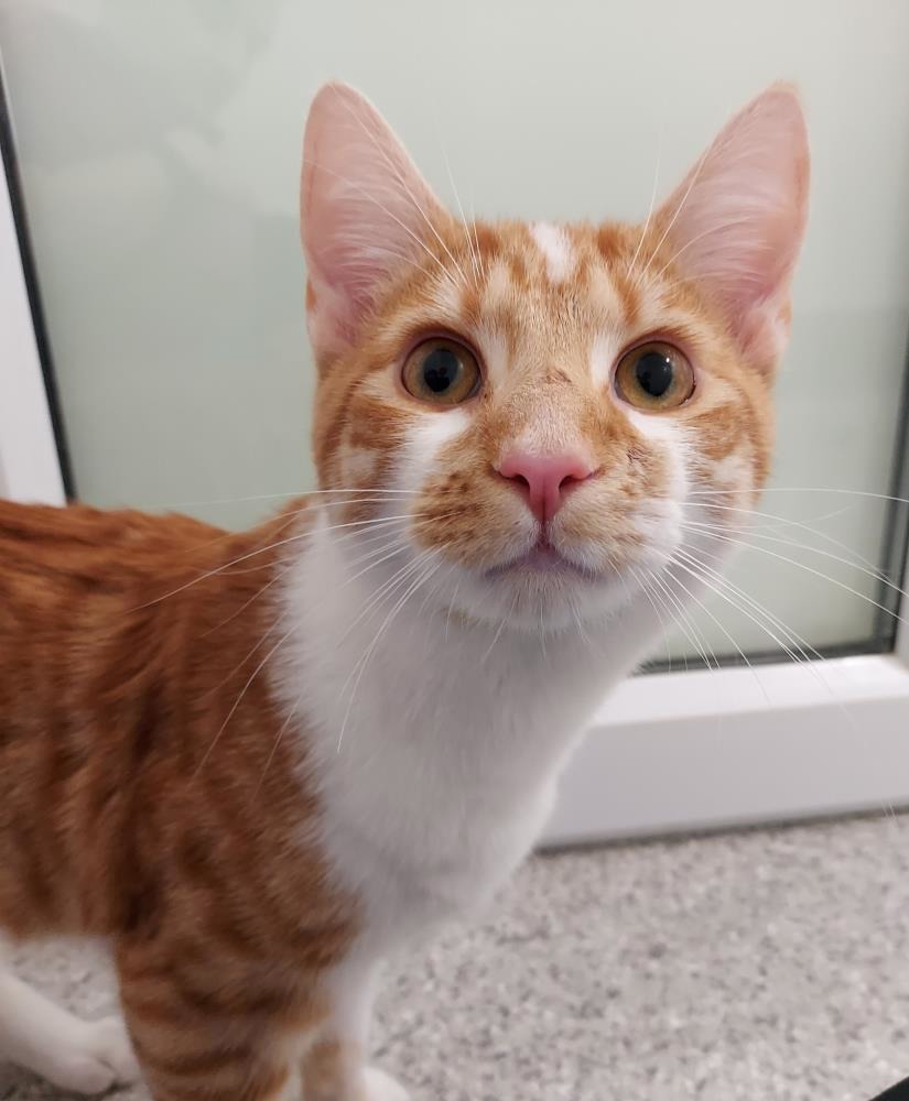 Mickey 7 Month Old Male