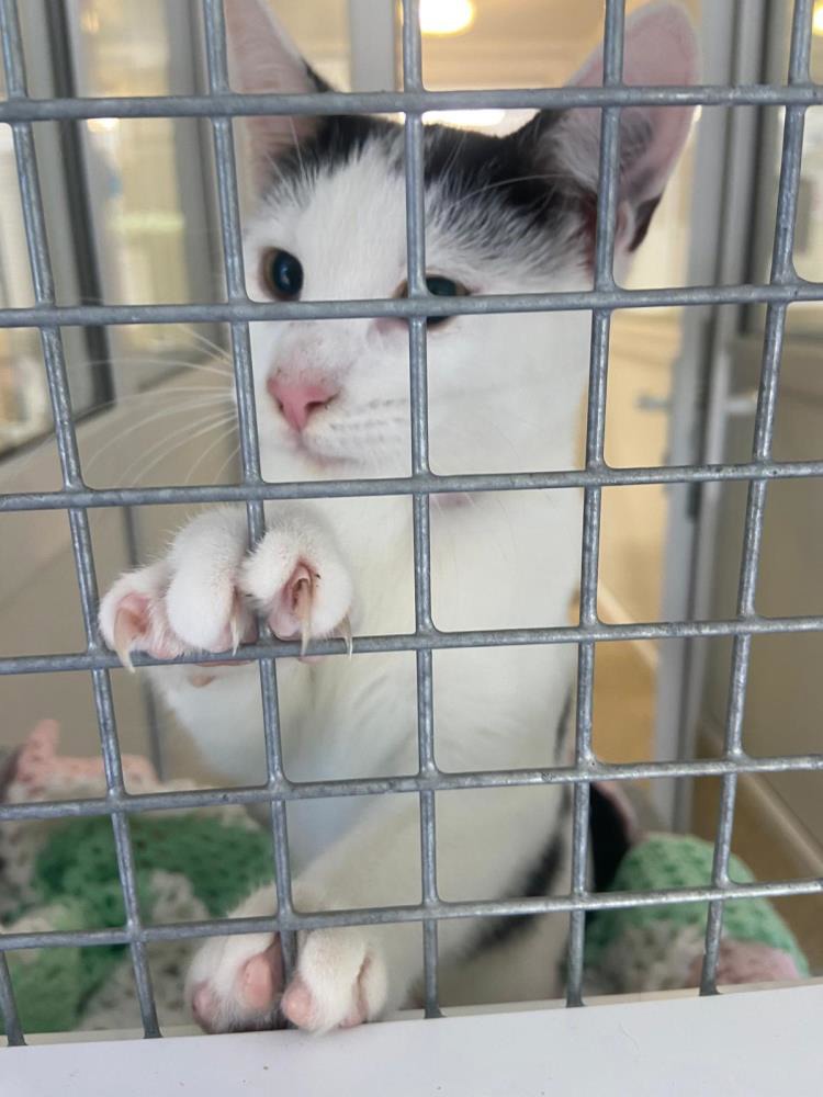 Bassett — Domestic Cat