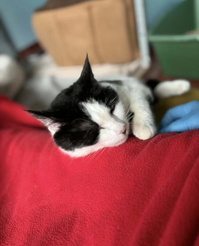 Whiskers