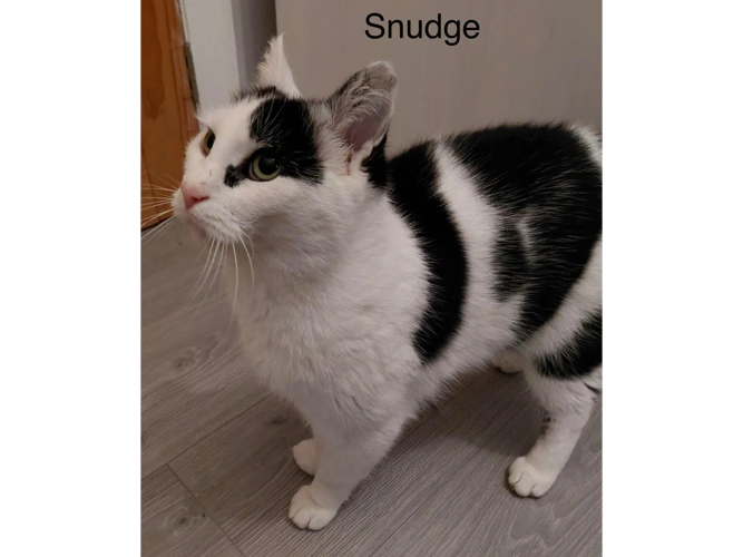 Smudge
