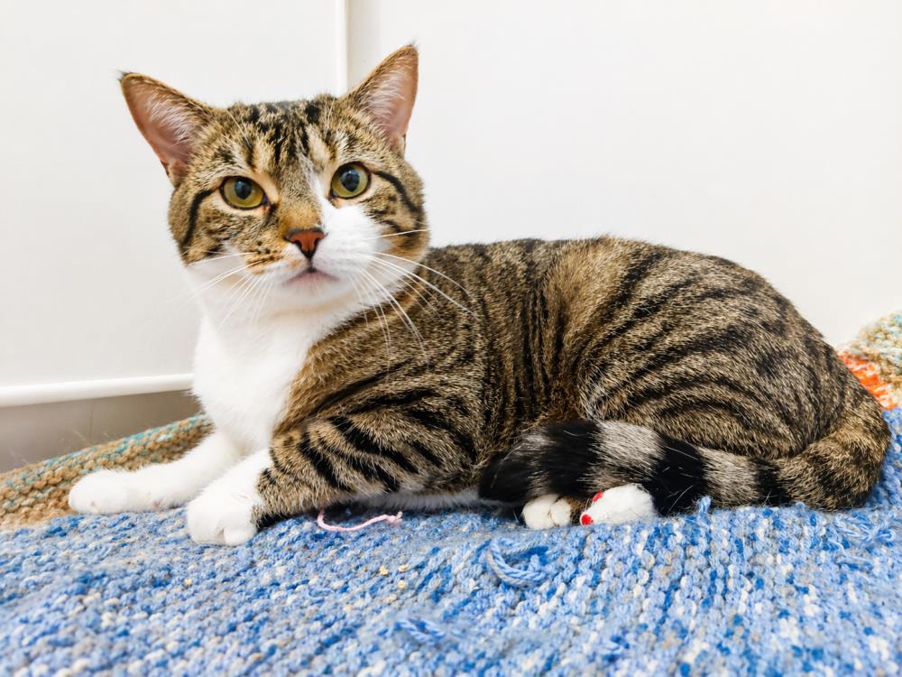 Ratatouille — Domestic Cat