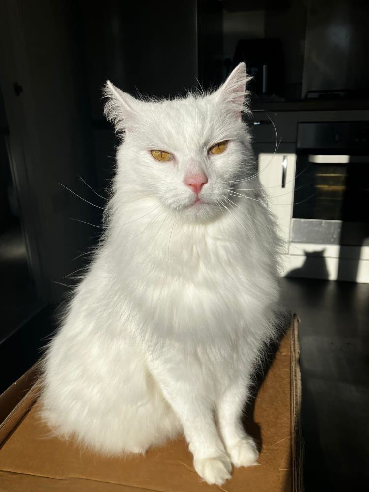 FRANK — Domestic Cat