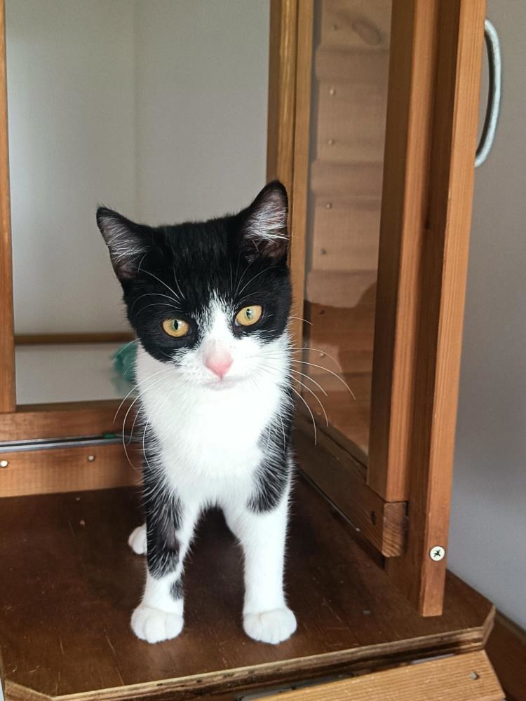 Micha — Domestic Cat