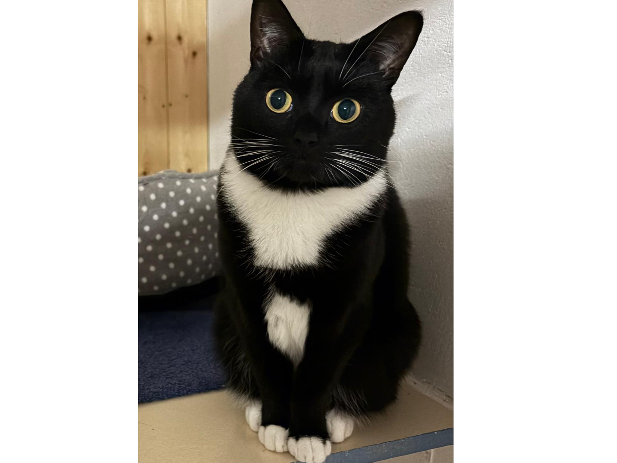 Flo — Domestic Cat