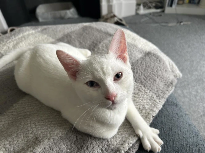 Ziggy