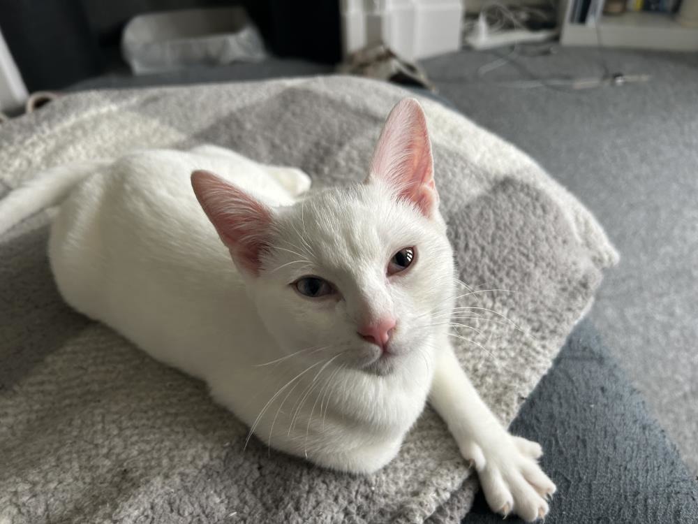 Ziggy — Domestic Cat