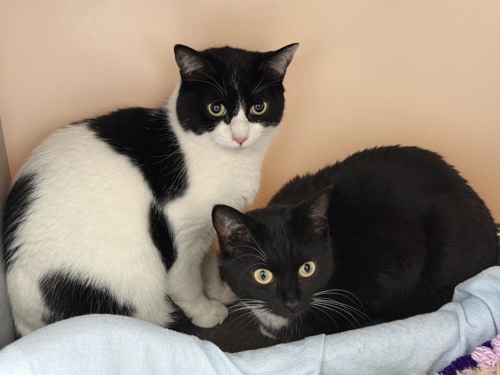 Maddie Lou — Domestic Cat