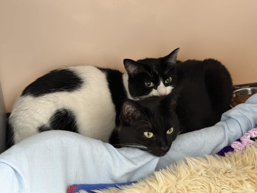 Gracie Lou — Domestic Cat