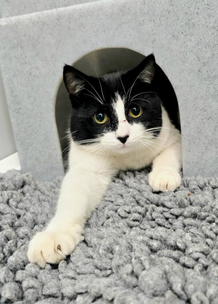 Claud — Domestic Cat