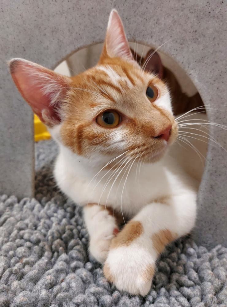 Rogue — Domestic Cat