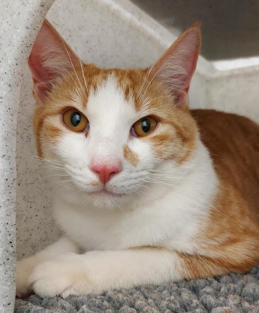 Logan 1 Year Old Male