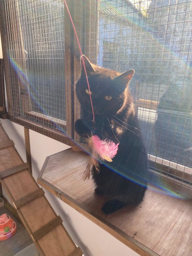 Pumpkin — Domestic Cat