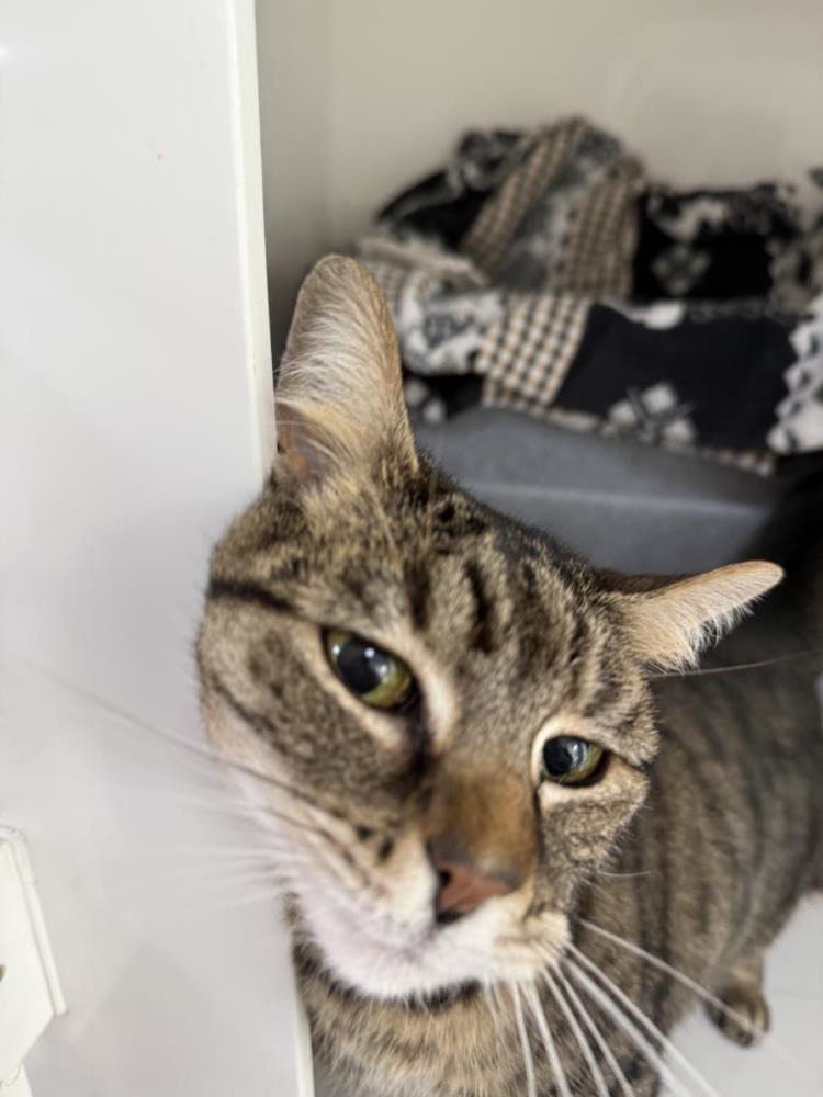 Tahla — Domestic Cat