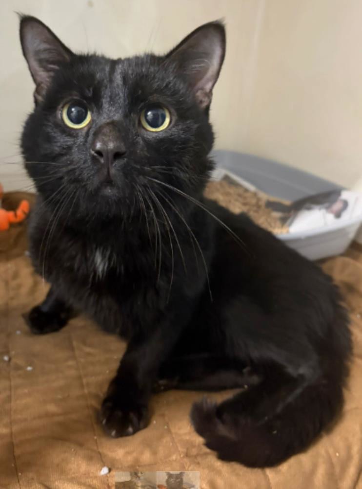 Wednesday — Domestic Cat