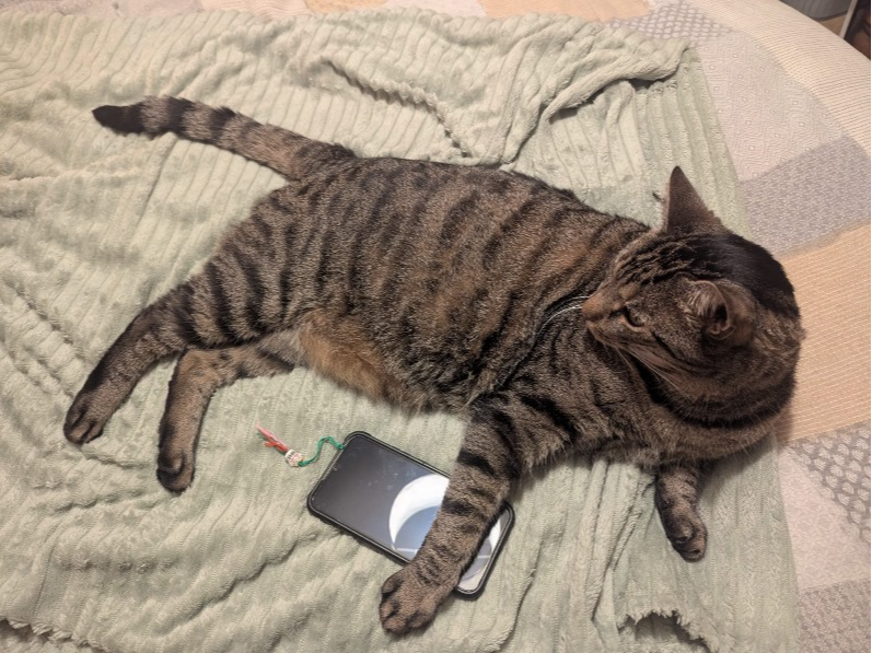 Bob — Domestic Cat