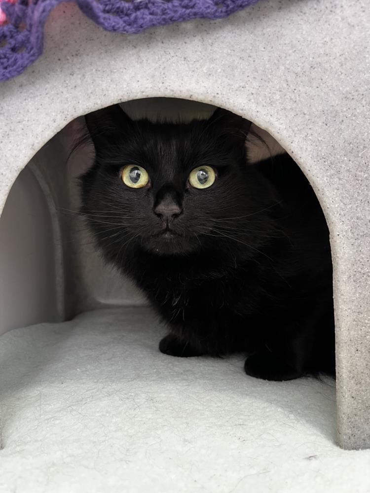 Tinkerbell — Domestic Cat