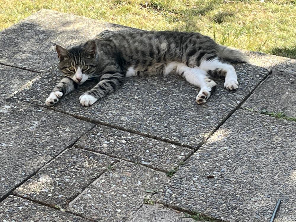 Ernest — Domestic Cat