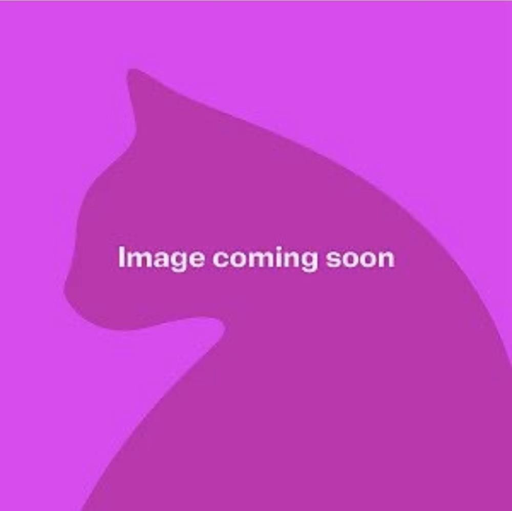 Arlo — Domestic Cat