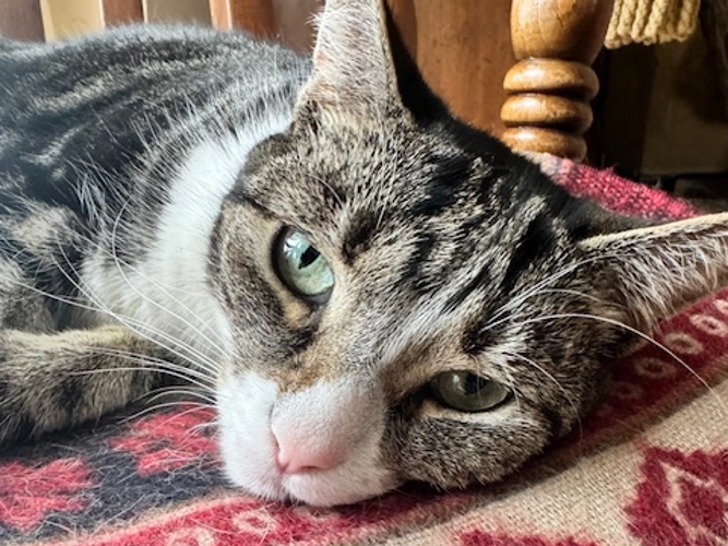 Bernie