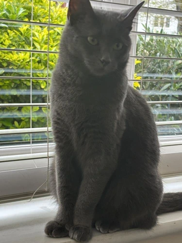 Willow