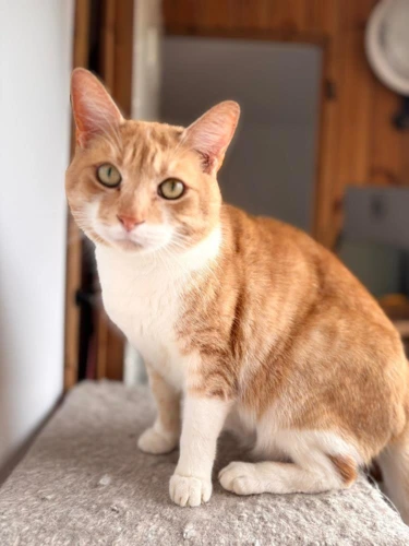 Simba