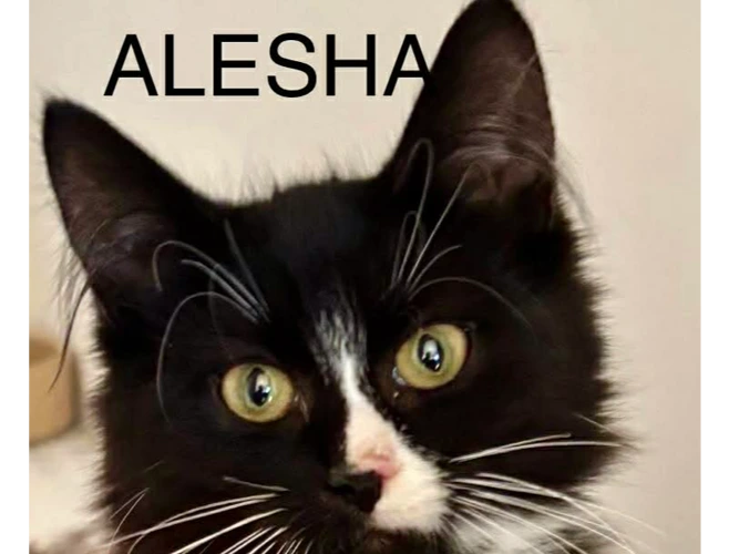 Alesha, KSI and Simon
