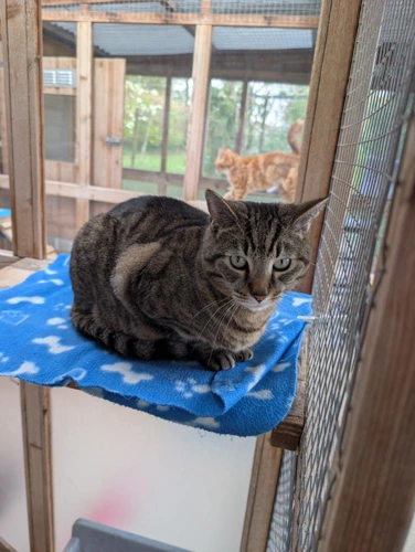 Tiggy