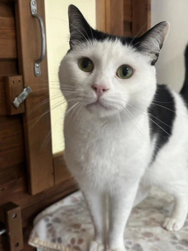 Carlos