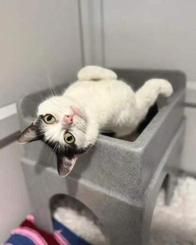 Gizmo