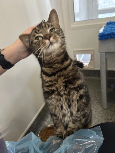 Tabby