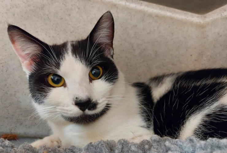 Newton 1 Year Old Male
