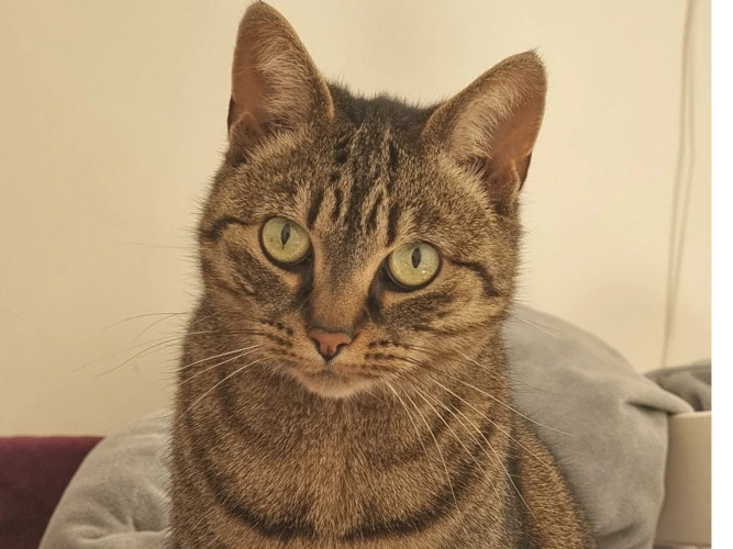 Roxie
